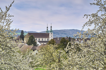 Der Dom zu Arlesheim mit blühenden Kirschbäumen 