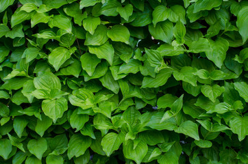 Green leaves wall background. close-up