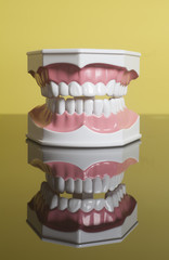 Dental human teeth model