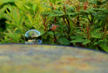 soap bubbles on a natural green background