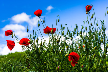 Obraz premium Lovely red poppies agains the bly sky with grey clouds in a summer day.