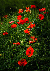 An arrangement of red poppies in the green grass.