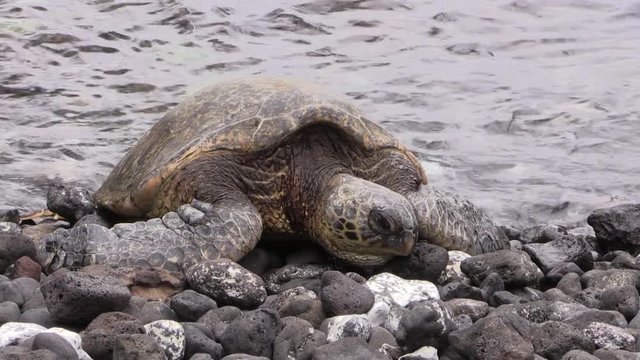 Green Sea Turtle Resting on a Maui Beach