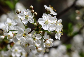 White flowers cherry. Amazing white flowers close-up on a cherry tree with blurred background