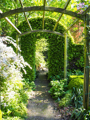 Pergola with climbing roses in springtime