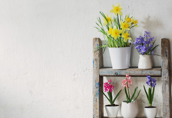 spring flowers on background old white wall