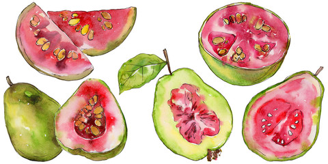 Exotic  guava  healthy food in a watercolor style isolated. Full name of the fruit:  guava . Aquarelle wild fruit for background, texture, wrapper pattern or menu.