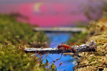 Red ant crosses the river on a log.