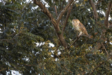 Barn Owl - Tyto alba, beautiful orange owl sitting in the tree in nice evening light.