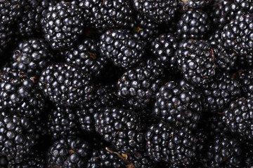 a lot of black mulberry