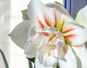 Magnificent double flower with white petals with red stripes, blooming hippeastrum Nymph close up on window sill in spring