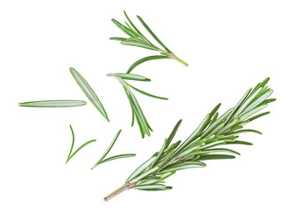 Fresh rosemary on a white background