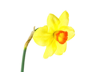 Naklejka na ściany i meble Single flower of yellow narcissus isolated on a white background
