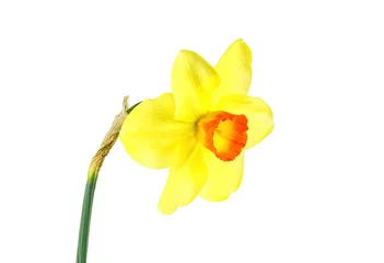 Foto op Canvas Single flower of yellow narcissus isolated on a white background © domnitsky