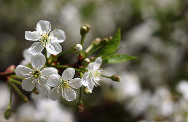 Blossoms cherry tree. Delicate blooming cherry branch with a bee on a flower. Selective focus, blurred background.