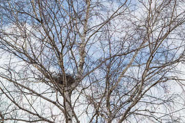 Empty bird's nest in branches of birch tree on a sunny spring day with blue sky
