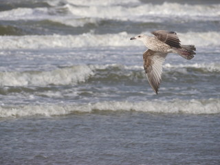 Young silver gull, still in brown feathers, flying, in front of a surf room. wings pulled down, blurred background