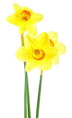Beautiful fresh daffodils flowers isolated on white background. Narcissus flowers.