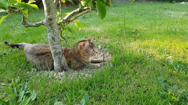le chat se repose sous un arbre dans le jardin