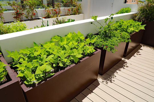 Healthy bush green bean vegetables being grown in a planter on an outdoor terrace at my condominium.