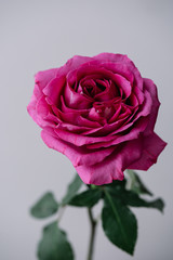 Beautiful and tender single blossoming magenta pink rose flower on the grey background, close up view
