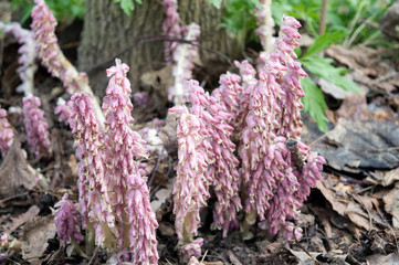 Pink flowers of blooming common toothwort in the forest, parasitic plant growing on tree roots