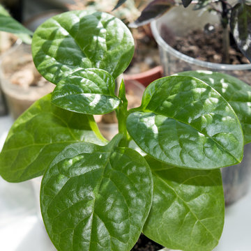 Potted Malabar spinach vine growing on window sill as houseplant, fast-growing vegetable basella alba with edible leaves
