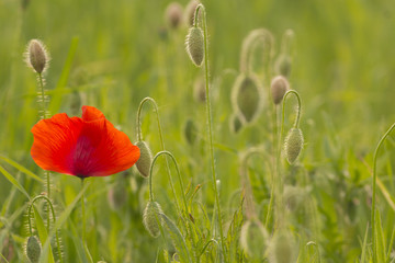 Red poppy and buds in field