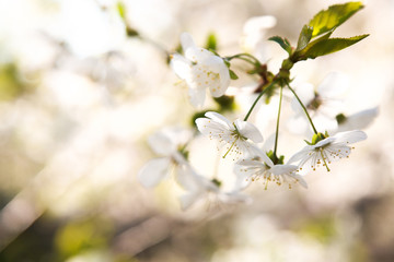 Spring color background. Beautiful nature scene with a blossoming tree and a solar flare against the blue sky. Sunny day. Spring flowers. Beautiful garden. Spring. 