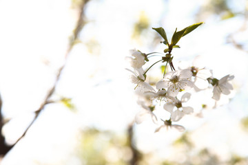 Spring color background. Beautiful nature scene with a blossoming tree and a solar flare against the blue sky. Sunny day. Spring flowers. Beautiful garden. Spring. 
