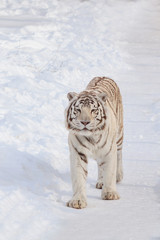 Wild white bengal tiger on a morning walk. Panthera tigris tigris.