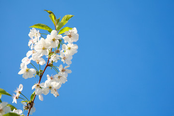 Obraz premium Spring color background. Beautiful nature scene with a blossoming tree and a solar flare against the blue sky. Sunny day. Spring flowers. Beautiful garden. Spring. 