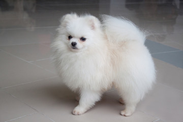 Cute white pomeranian spitz is looking into the camera.