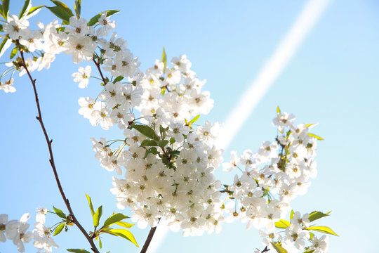 Spring color background. Beautiful nature scene with a blossoming tree and a solar flare against the blue sky. Sunny day. Spring flowers. Beautiful garden. Spring. 