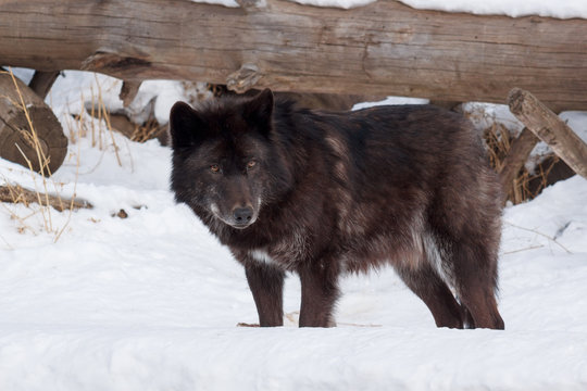 Wild black canadian wolf is standing on white snow. Canis lupus pambasileus.