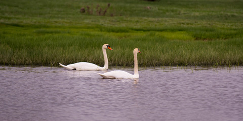 Wild swans swim on lake.