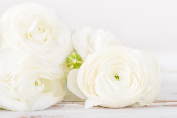 Bouquet of White Ranunculus Buttercup Flowers