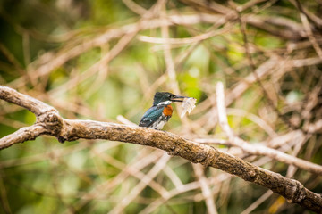 Pygmy Kingfisher in Guyana