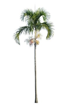Manila palm, Christmas palm tree ( Veitchia merrillii ) isolated on white background