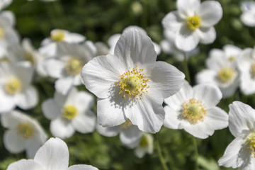 White anemones flowers close up.