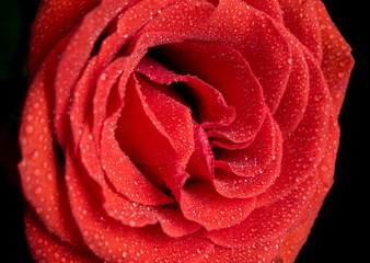 Red rose in drops close up