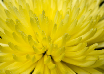 Beautiful yellow flower in drops