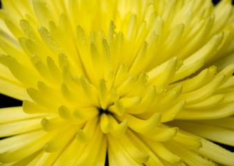 Beautiful yellow flower in drops