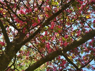 Rosa Blüten Baum im Frühling Mai