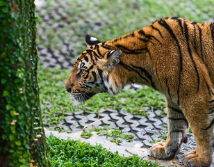 Close up Indochinese tiger.