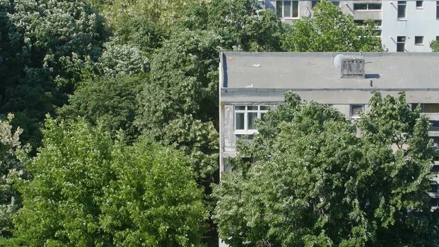 Urban City With Trees