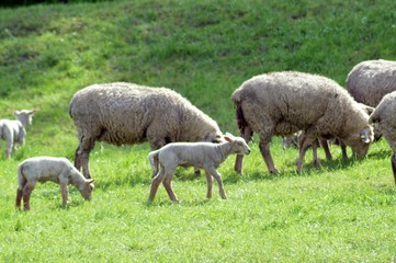 Flock of sheep with many young animals - lambs in a pasture atthe river the elster in Leipzig