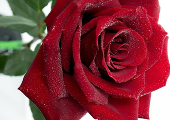 Red beautiful rose in drops