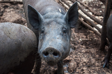 puerco maya