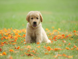 puppy golden retriever in park